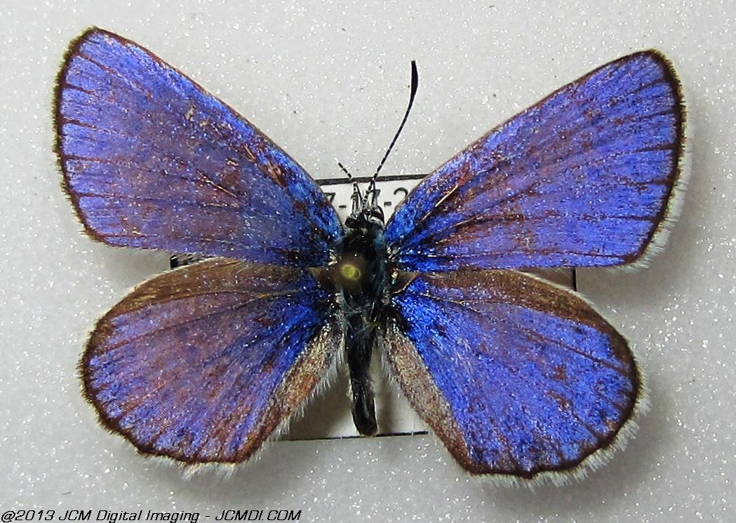 Unidentified Blue